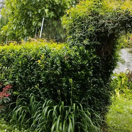 Privat bolig & Parrillada Miguel Lousame