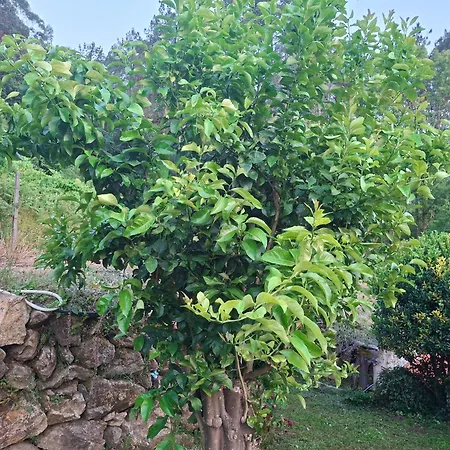 Casa Rural&parrillada Miguel Lousame